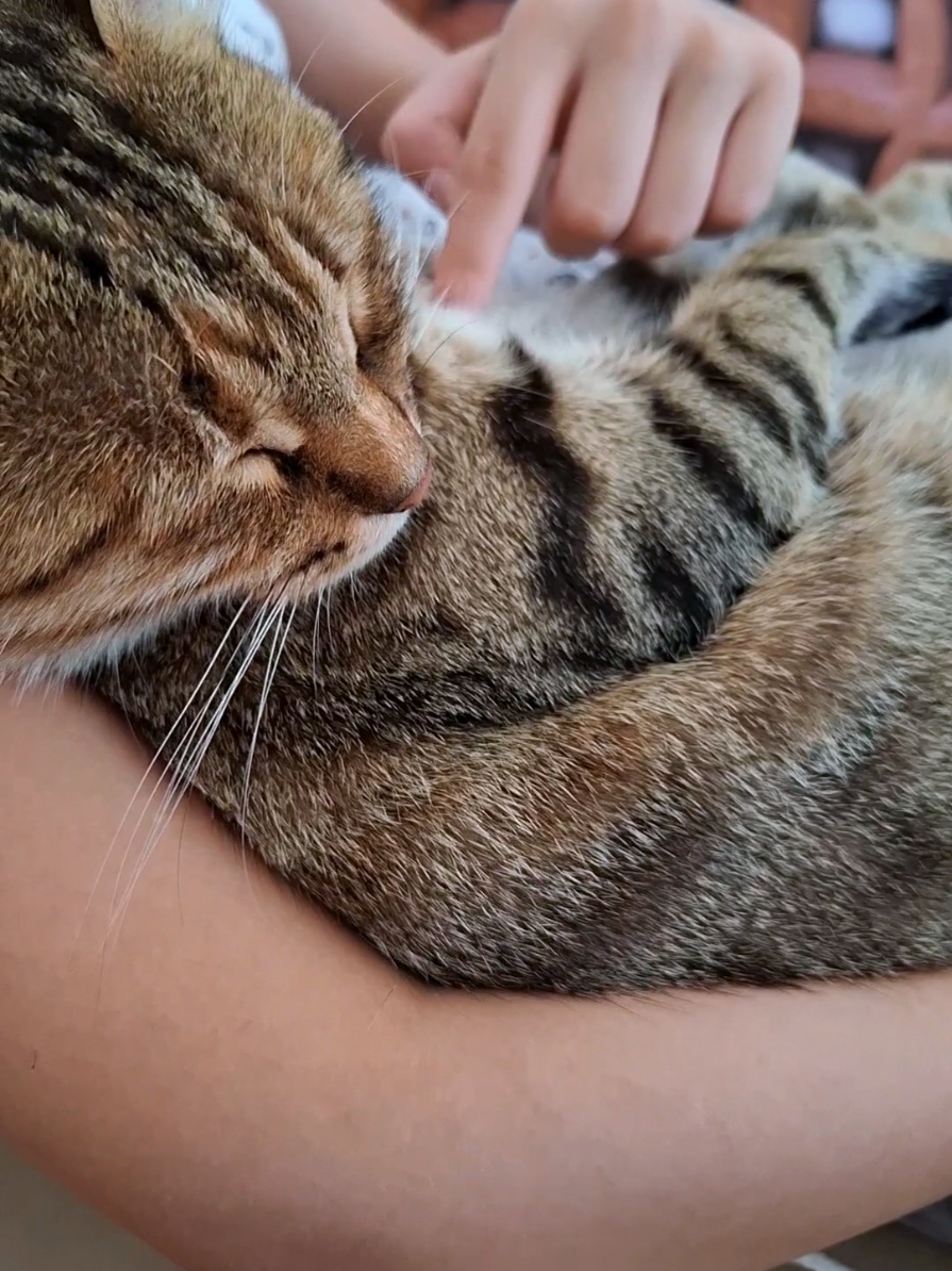 asmr cozy asmr 🩷🐱 vous avez déjà vu un chat qui se fait bercer pour dormir 🤭😌 #asmr #cat #sleep #inaudible #cosyasmr 