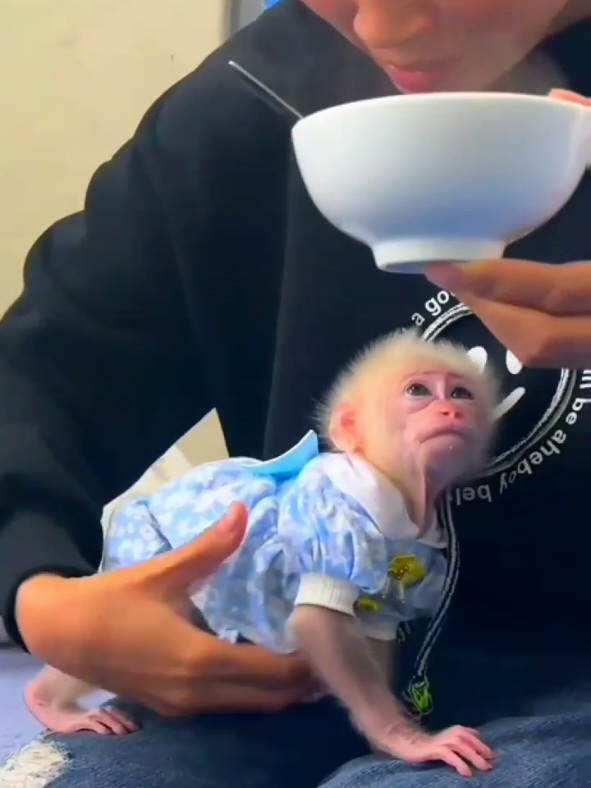 Beautiful Baby Monkey #bibimonkey #babymonkey #usamonkey #monkey 