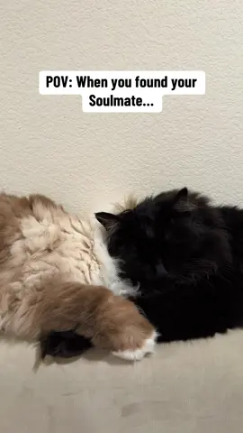 Litteraly soulmate’s Spinx + Coco forever !! #catsoftiktok #meowmeow 