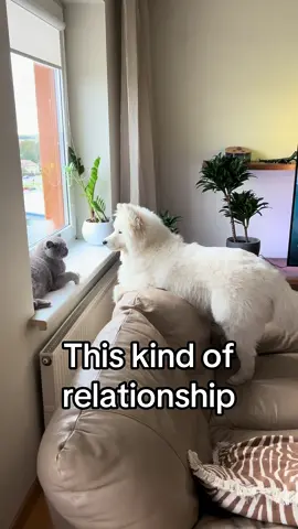 This kind of relationship 🫠 #samoyed #puppies #puppylove #samoyedpuppy #cutedog #happydog #puppytok #dogsoftiktok #sillydog #playful #cat #kitty #catfight #catanddoglove 