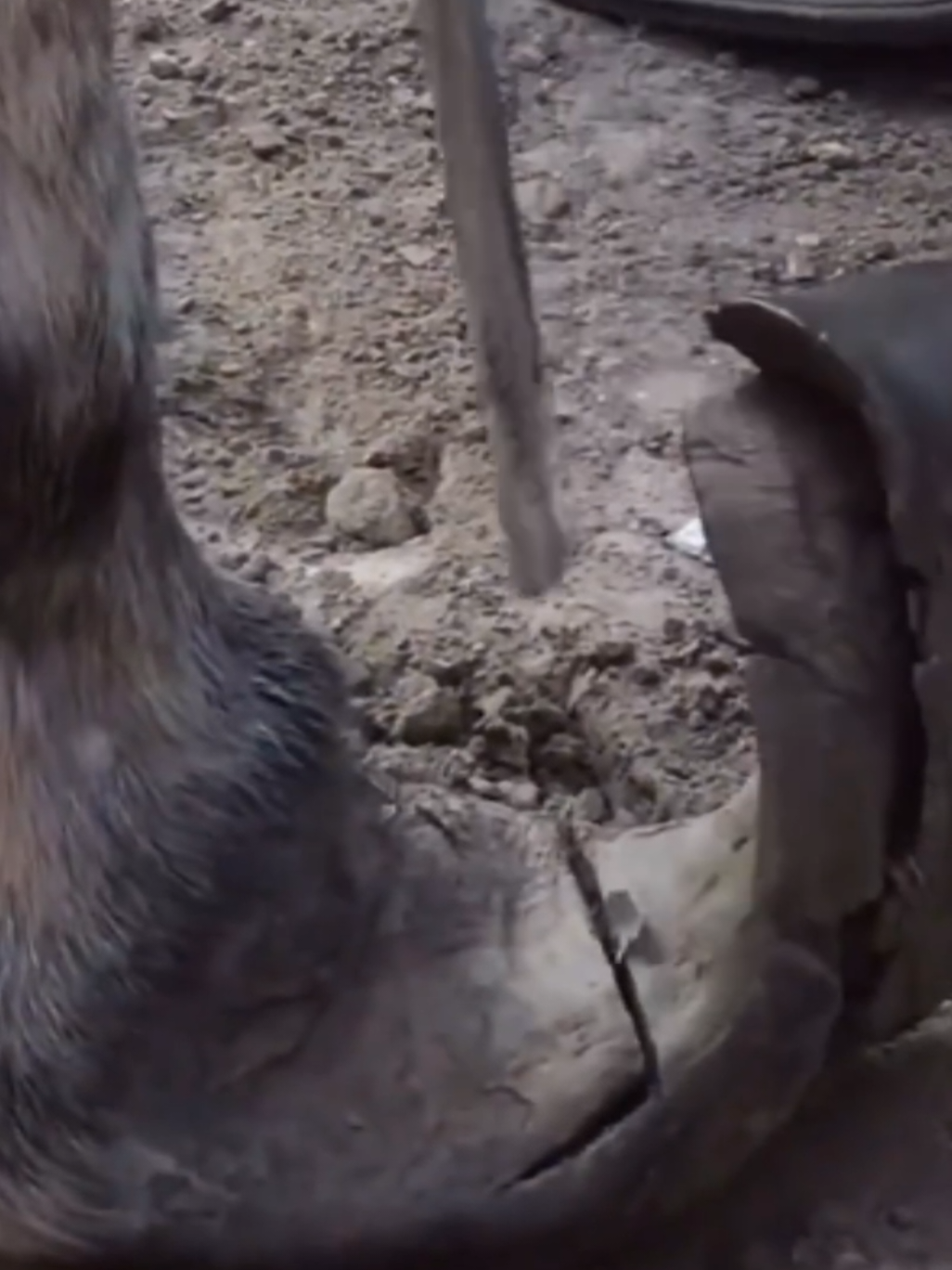 Donkey Hooves Are Like Oversized Cow Horn Hooves Part 6 #hoofcutting #hack #hoofcare #hooftriming 