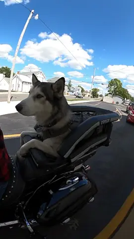 Getting Rocky a #milkbonesundae #icecream #husky #huskylife #dog #dogsoftiktok #motorcycle #indianmotorcycles #gopro #goruffly 