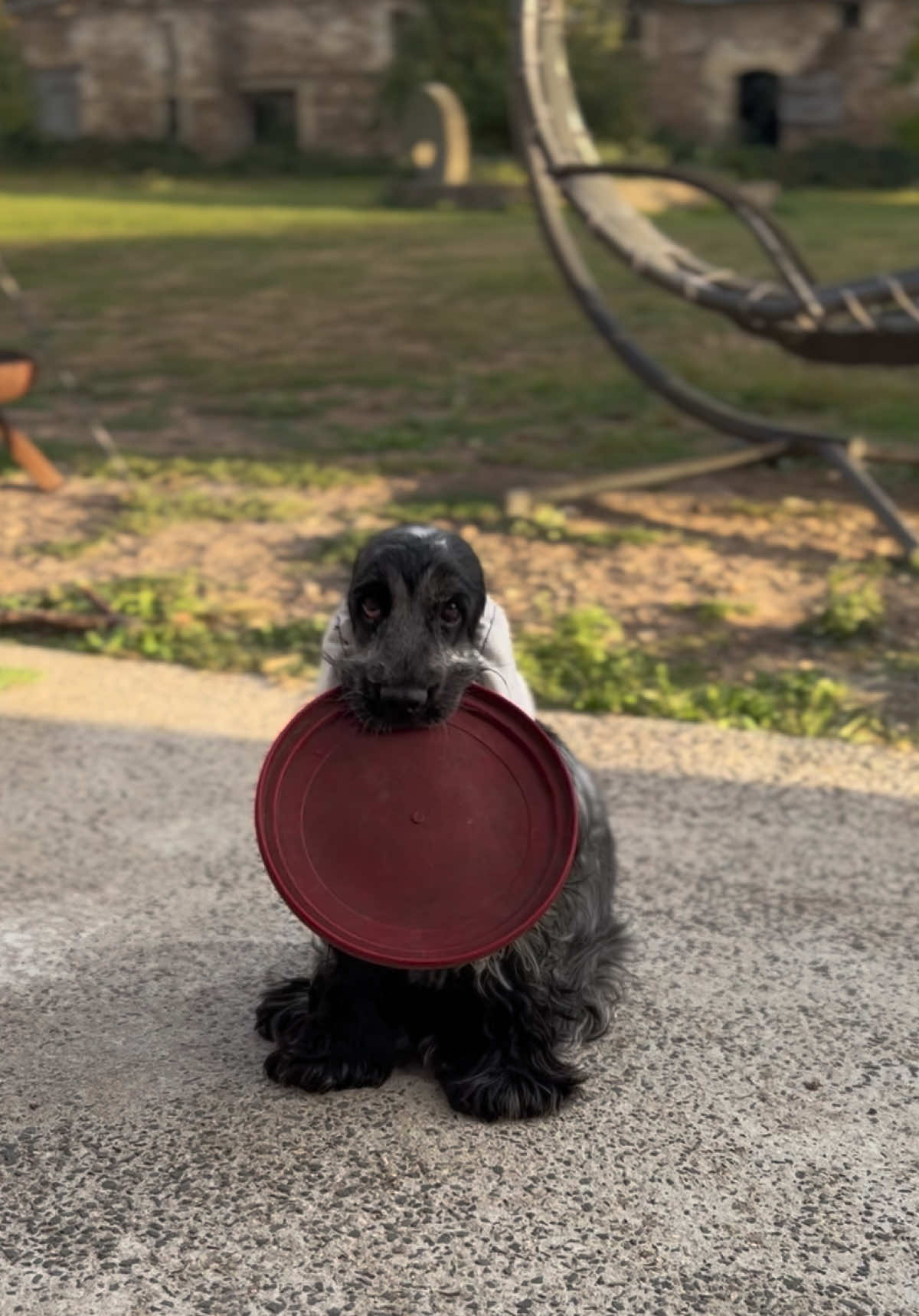 Mon bébé 🩷                         #doglovers #cockerspaniel #foryou 