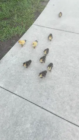 #ducklings #cute #hawks #mothernature #cruel