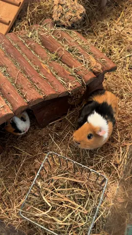 I guess we dont feed them today 😭 . . . . . #pets #cute #guineapigsoftiktok 