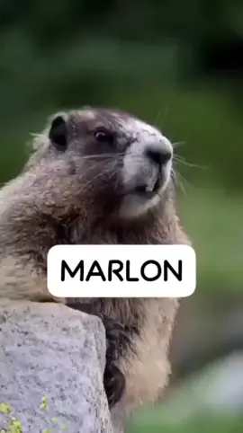 👋🏼 ¿Listo para el grito más épico del día? ¡Prepárate para escuchar a la marmota 🦫 más famosa de TikTok gritar 