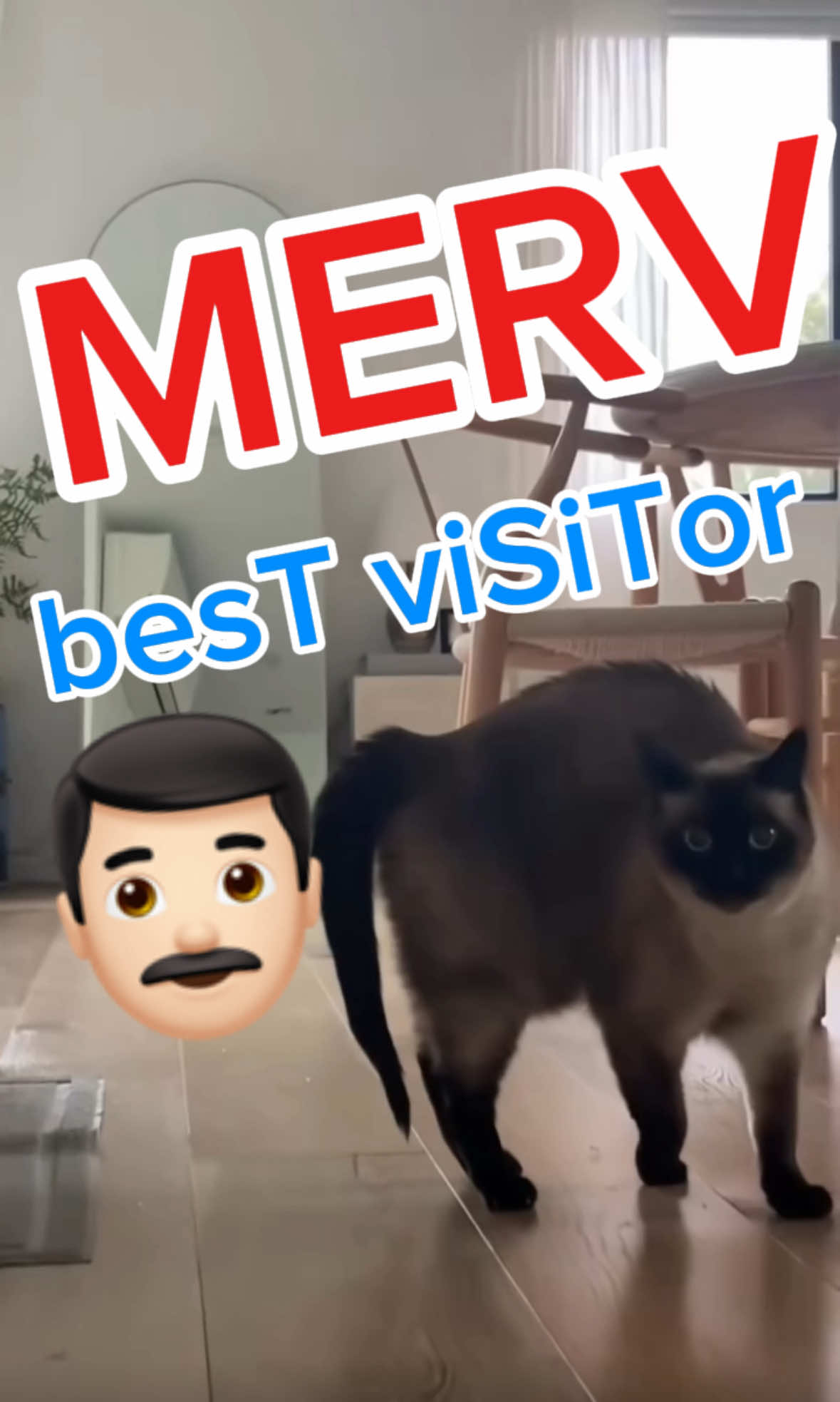 YOU WONT BELiEVE THIS CAT'S ViSiTOR ,, lmoa #bagagwa #catsoftiktok #nfl #fyp #cats
