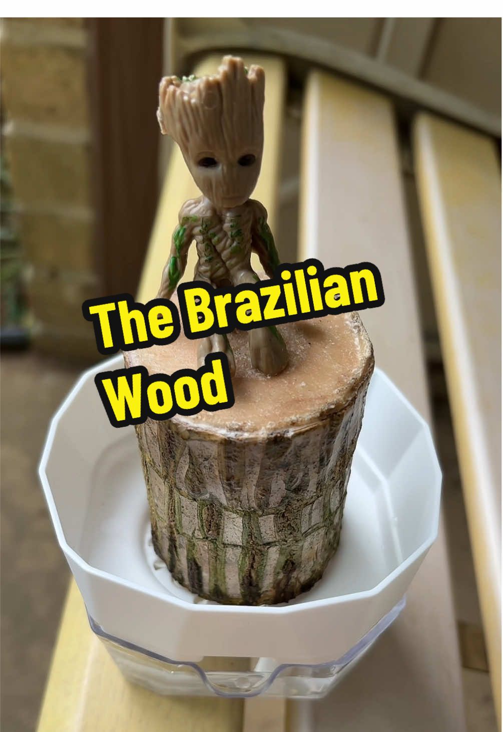 @Taiquan Commerce #brazillianwood #plantsoftiktok #plants #giftideas #gifts 