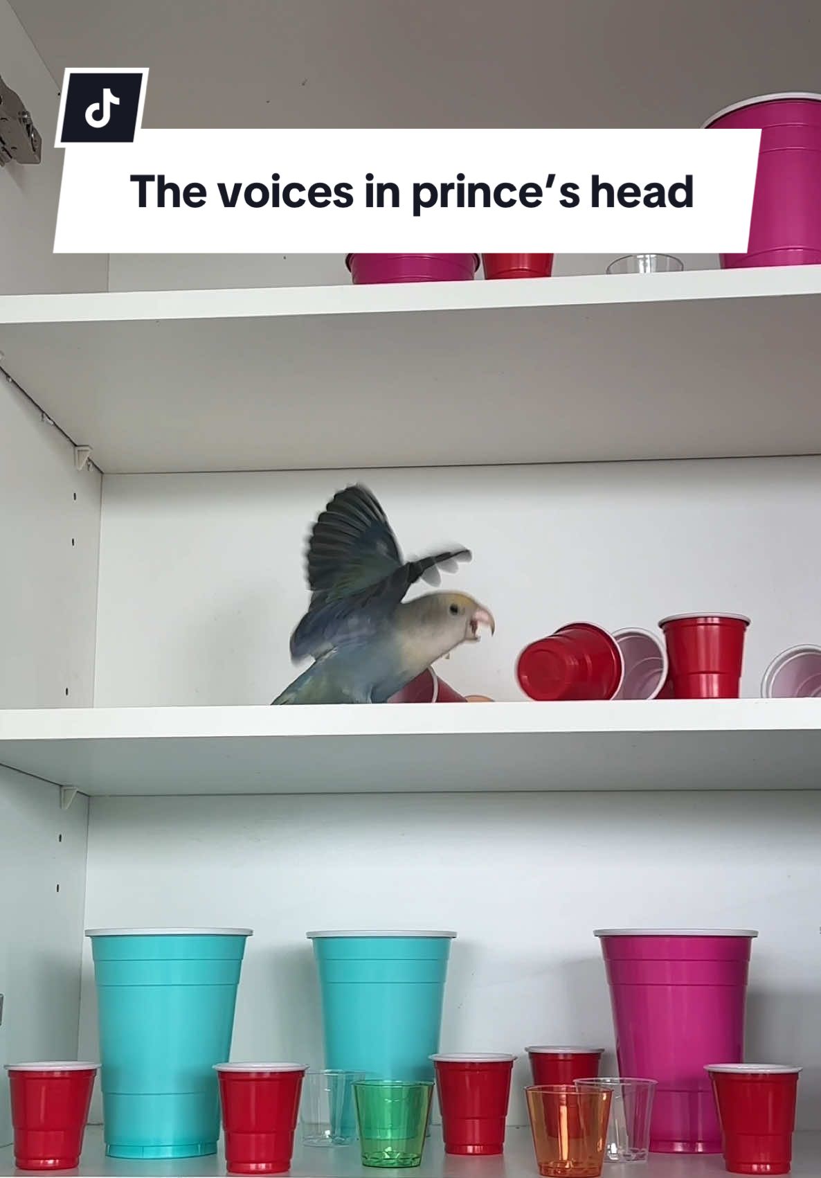 There’s a lot of voices in her head  #birdtok #funnypets #funnyanimals #PetsOfTikTok 