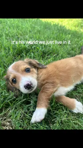 Not a thought behind those eyes 😭❤️ #fyp #puppy #puppiesoftiktok 