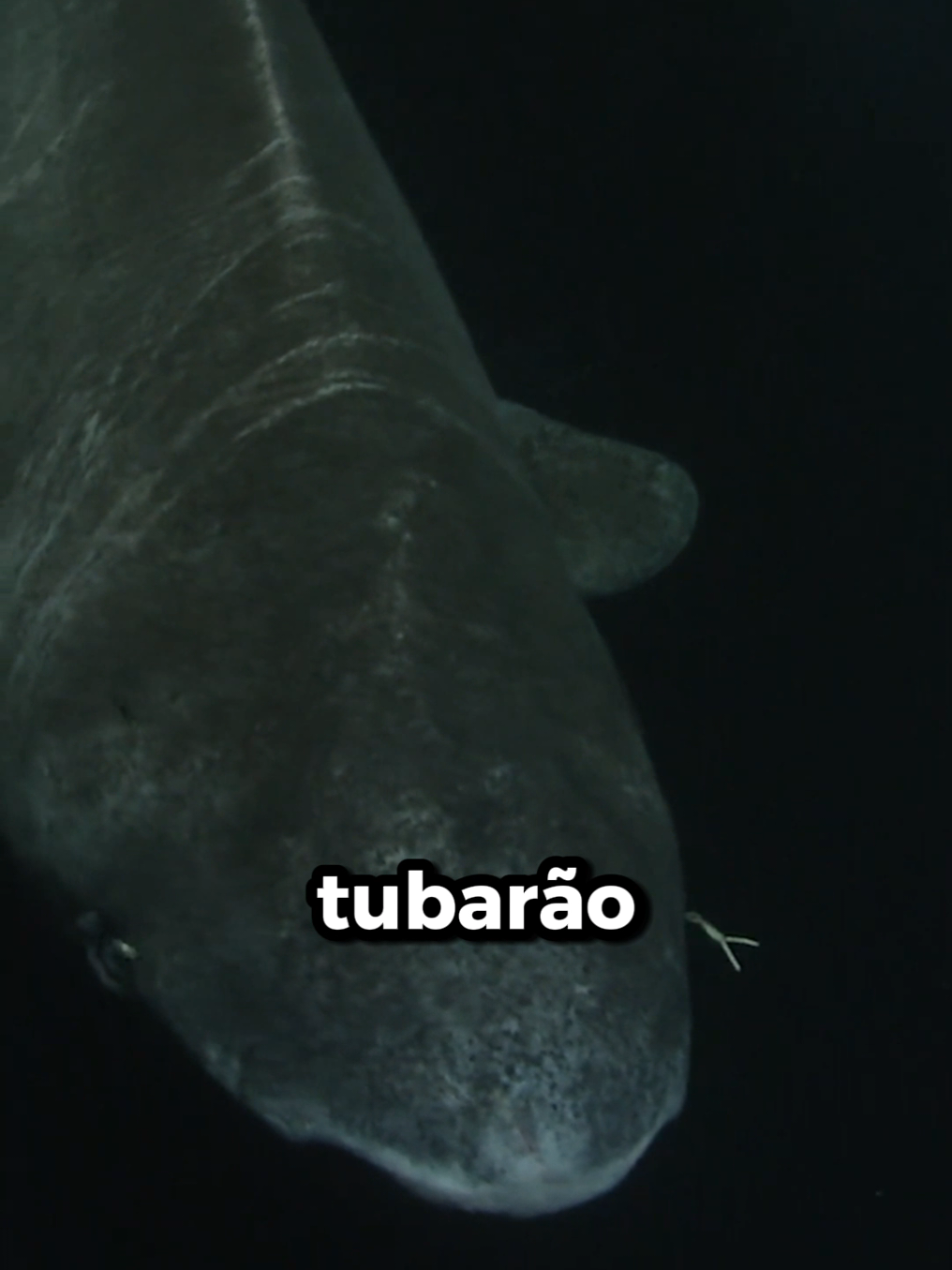 Como o Tubarão da Groenlândia consegue viver POR TANTO TEMPO?!  #tubarão #shark #branco #ciencia 