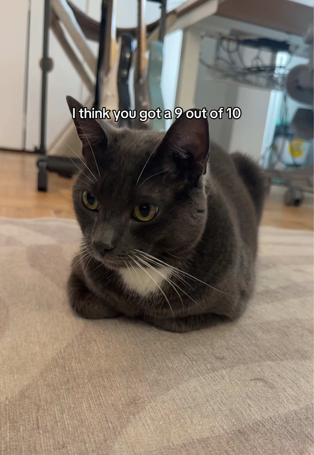 The king of loaves is back #catloaf #ratetheloaf #catsoftiktok #tiktokcatvideos #catloaf🍞🐱 