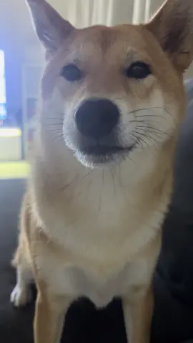 That Shiba Inu talk 🥴 #shibainu #shiba #dog #dogtalk #dogsoftiktok 