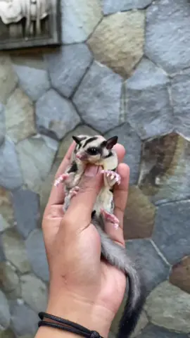 Si Endut jalannya geol-geol, wajar aja si aa tertarik 🤭 . . . . . #palglider  #sugarglider  #sugargliderindonesia  #sugargliderbonding  #sugargliderpurwakarta 