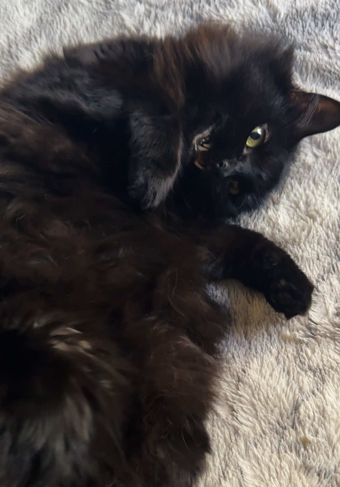 Waking up Misha, it’s a pay back 😸 #catsloversclub #blackcatsoftiktok #funnycat #talkingcat #cutecat 