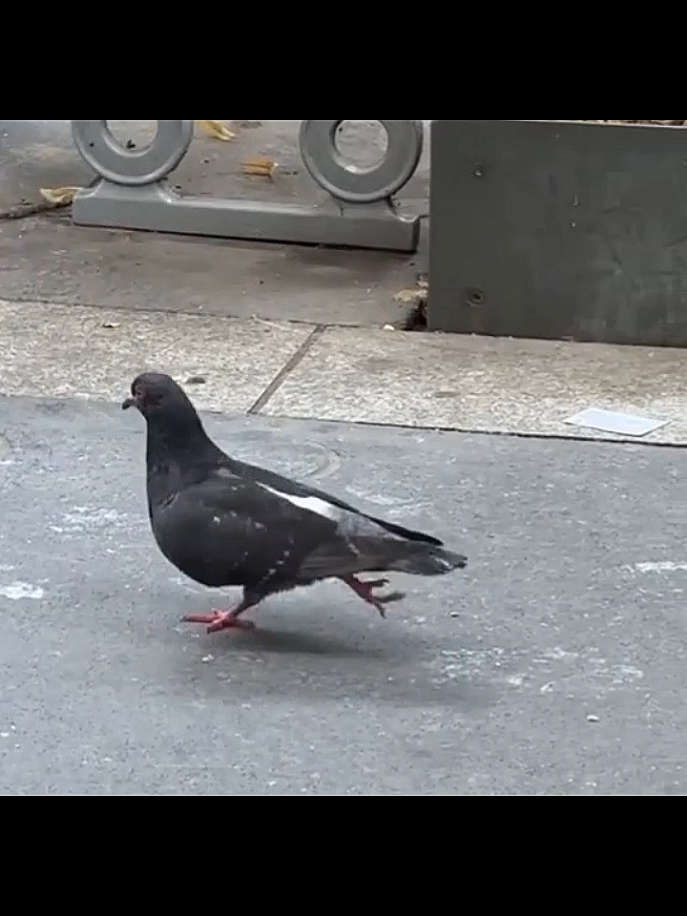Pájaro pájaro pájaro 🐦🕊️🕊️ #abcxyz #pajaro #huayno_peruano #viral #pajaro (saludos a @salchipapaslby7v7 y @Lu 🍁)