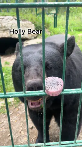 our 3 black bears being introduced to dragonfruit for the first time! 🐉🩷 a reosunding ‘no’ but still great as an enriching experience!!  #bear #bears #mn #fyp #foryoupage 