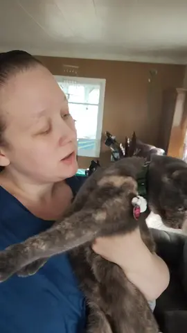 this little shit chewed up two of my sons teethers #cats #catsoftiktok #cattok #wednesday 
