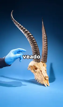 CHIFRE de VEADOS por DENTRO #curiosidades 