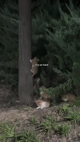 #catlover #fyp 