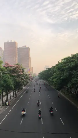 morning on surabaya✨ #tabebuya #surabaya #suroboyo 