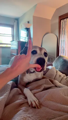 🐾 