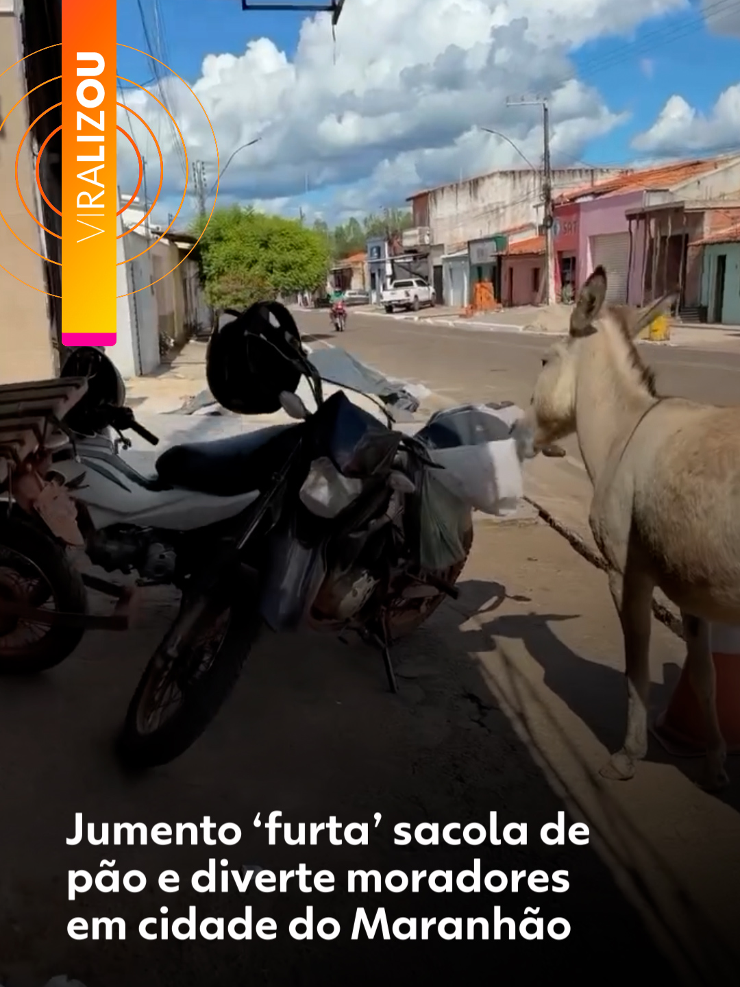 #Viralizou - Um vídeo inusitado gravado em Imperatriz, no Maranhão, viralizou.  Nas imagens, um jumento aparece caminhando tranquilamente rumo à cidade até se deparar com uma sacola de pão 