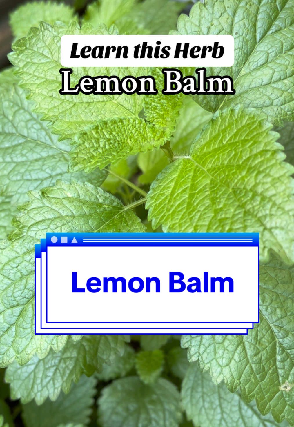 Learn this Herb 🌿 Lemon balm is one of my must have herbs to keep in my herbal apothecary and herb garden🌿  This powerful plant is full of antioxidants, works as a natural antihistamine, and has antiviral + antibacterial properties that make it a staple in herbal medicine. Lemon Balm is known for boosting memory and mood, calming anxiety, aiding digestion, and even fighting infection — making it an herbal remedy that belongs in every holistic healing toolkit. ✨ Whether you’re just starting your herbal healing journey or are a seasoned herbalist, lemon balm is a gentle but mighty ally. 🍃 Save this for your herbal garden inspiration + follow for more herbal remedies and holistic health tips! #lemonbalm #herbgarden #herbalmedicine #herbalremedies #herbalism 