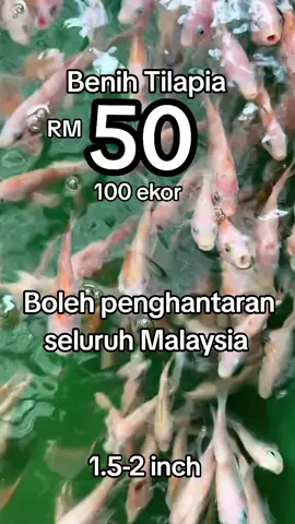 #tilapia #tilapiafish #terbaik👍👍 #fyppppppppppppppppppppppp #fyp 