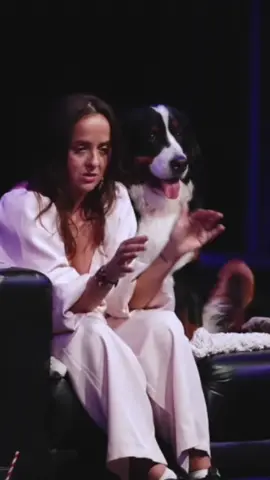 Funny Bernese mountain #bernesemountaindog #dog #foryou #dogsoftiktok #dogvideo