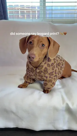 The cutest leopard print dog hoodie!!! @Comfrt #leopardprint #trending #doghoodie #doginfluencer #fyp 