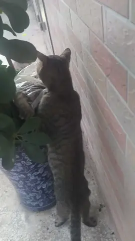 #cute #funny #animals 