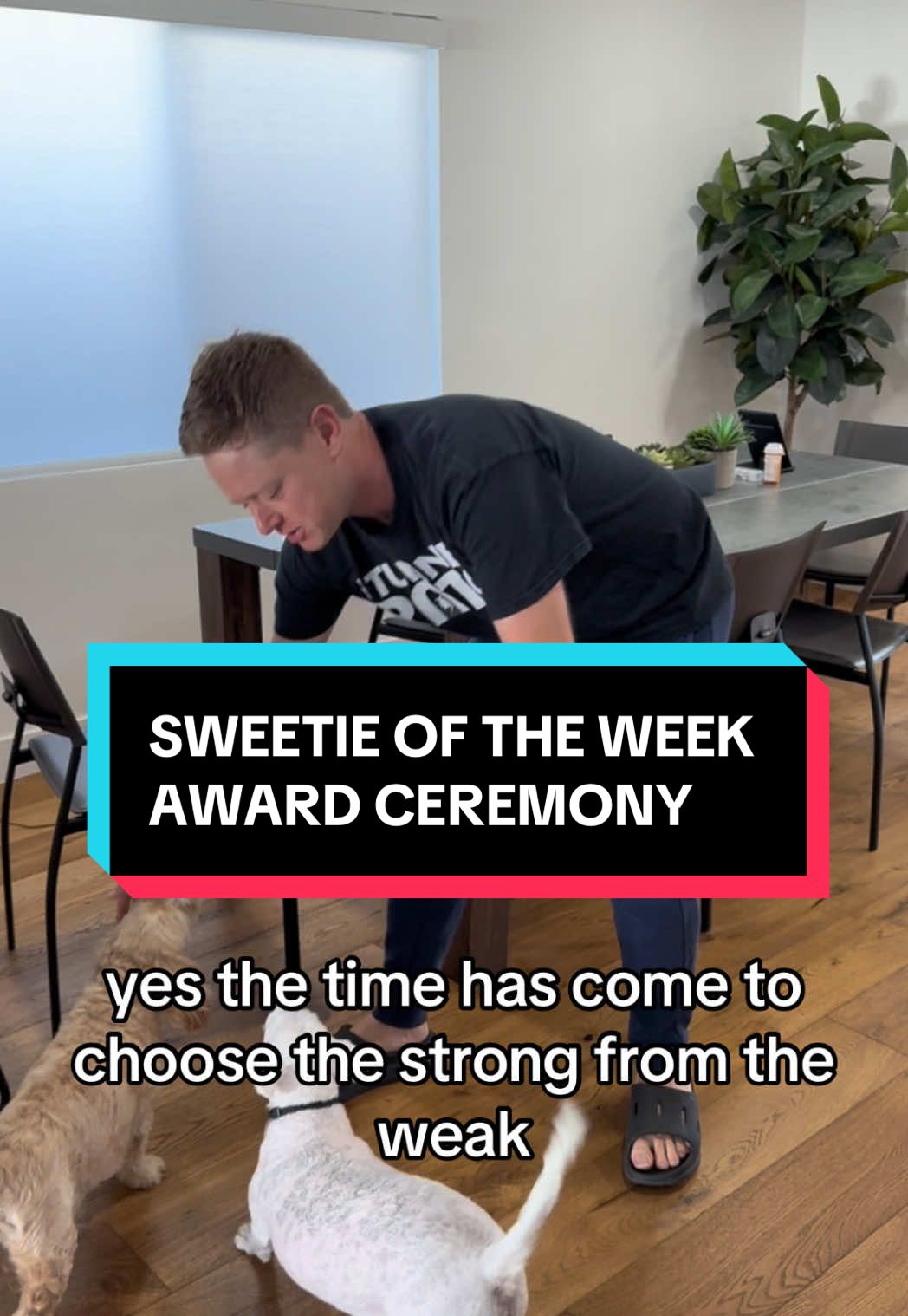 Every week one of our dogs is Sweetie of the Week. It is a vicious competition.  #marriage #dog #couple #fyp 