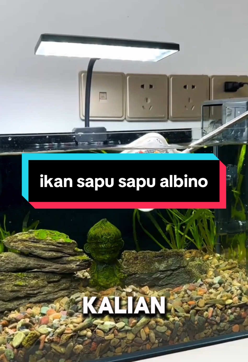 pembelian ada di no. 136 dengan cara kalian bisa klik link yang ada di bio profil tiktok ini, lalu pilih nomor yang sesuai di caption awal atau bisa juga kalian komen “mau” ke mimin nanti bakal mimin kasih link tokonya‼️ #duniaqua #aquariumofficial #duniaqua #aquariums 