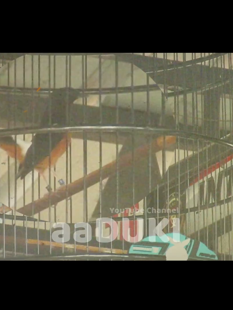 Minggu ini JEGUR tampil beda banget, bukan cuma panjang-panjang, tapi gw bingung ini burung ISIAN nya banyak banget, yang lain oke nembak cililin, kenari, JEGUR klo dihitung bisa sekitar 20 burung dikeluarin, jadi juri yang dengerin pasti beda terus dengernya, gimana gak kasih koncer merah terus :D Baru kali ini ngedit burung isian terbanyak... Asli ini burung apa masteran dah... #fyp #viral #kicaumania #muraibatu #cucakijo #interconestadium #aaduki #duniakicau