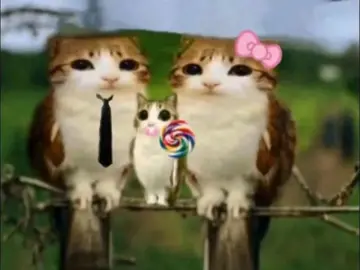 #meowl 