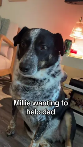 She likes to observe #anxiety #dog #dogoftiktok 