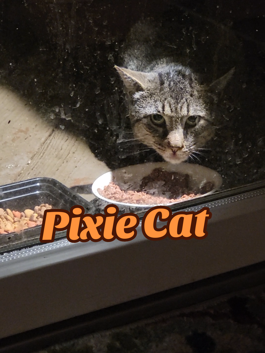 Had this on my phone since 8/1. She is actually better now. I can open the door & put the food out with her 2 ft away. I hope to get her in before winter 🙏 #pixie #pixiecat #straycat #catsoftiktok #fyp 
