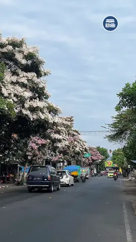 Tabebuya mulai bermekaran . #kediri #infoareakediri 