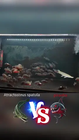 Piranha versus Atractosteus spatula is destined to have only one victor#funnyvideos #funnyvideos#usa🇺🇸 #fyp