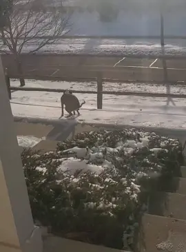 When dog meets snow #dog #funnydog #dogs #funnyvideos #fyp 