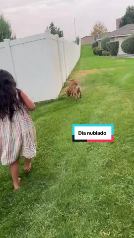 Día nublado #goldenretriever #cachorro #vlogsdesimba 