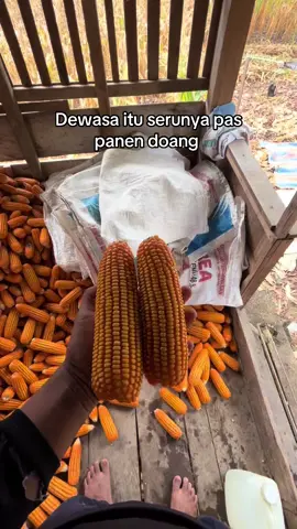 #petanigenz #petanijagung🌽 #petaniindonesia🇮🇩🇮🇩🇮🇩🌿🌿 