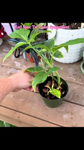 New growth showing off 🩷 #greenhouse #happyplace #plantmom #crazyplantlady #plantsoftiktok 