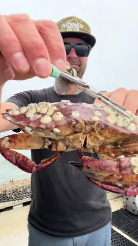 Barnacle Chronicles #asmr #friendliestcatch #barnaclechronicles @Friendliest Catch 
