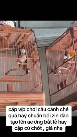 #xuhuongtiktok 