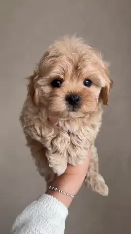 best thing ever  #fyp #viral #maltipoo #maltipoopuppy 