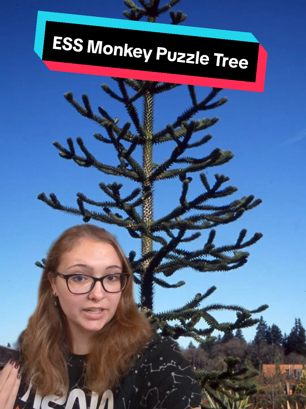 Endangered Species Spotlight Monkey Puzzle Tree #endangeredspeciesspotlight #tree #plants #monkeypuzzletree #science 