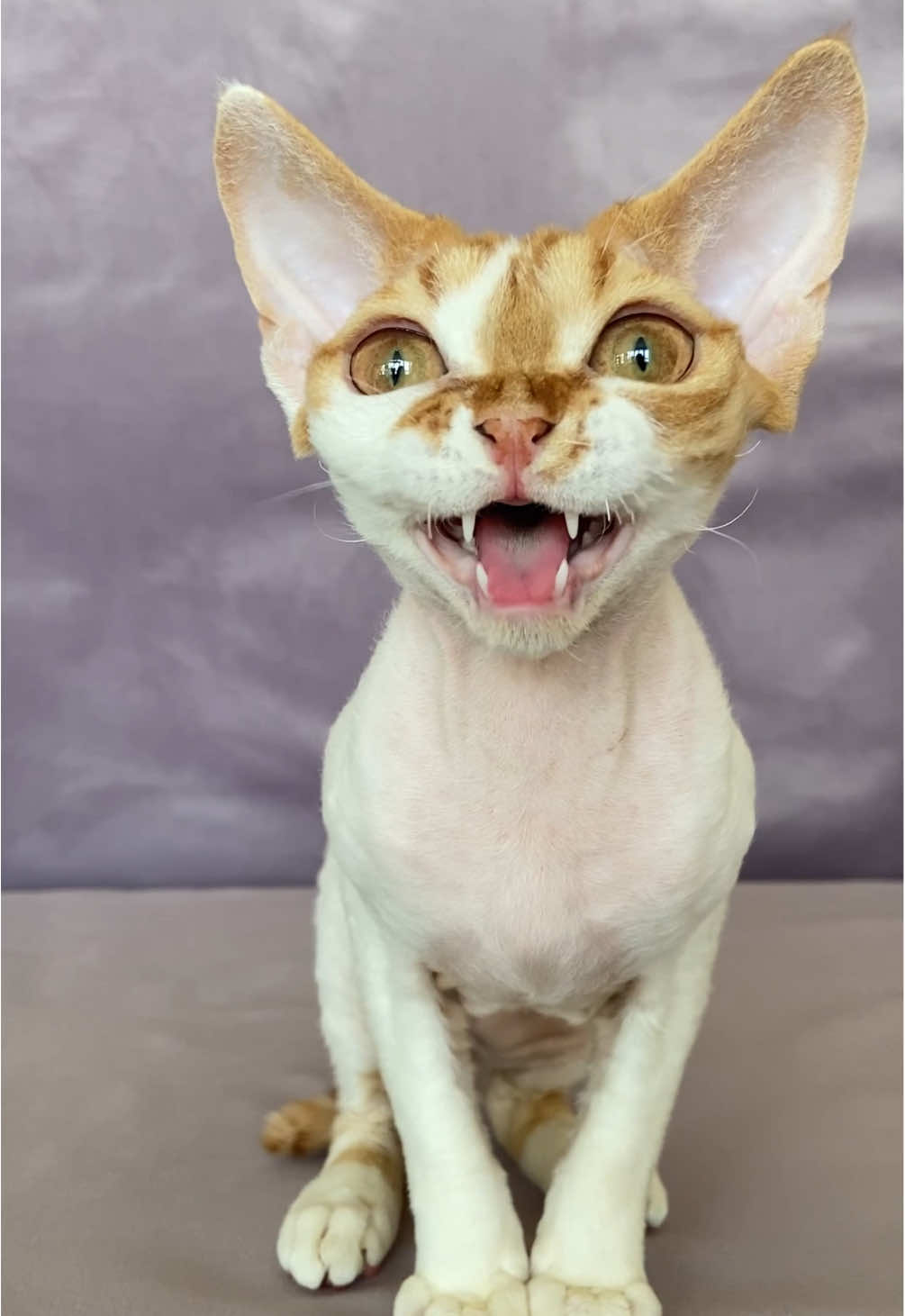 tail whips and ekekeks #devonrex (ig/jamilaink)
