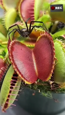 #venus #plants #facts #புதிய_தகவல் #shortvideo Tamil fyp